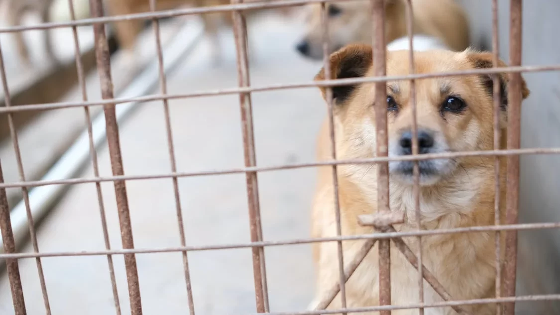 السمنة عند الكلاب