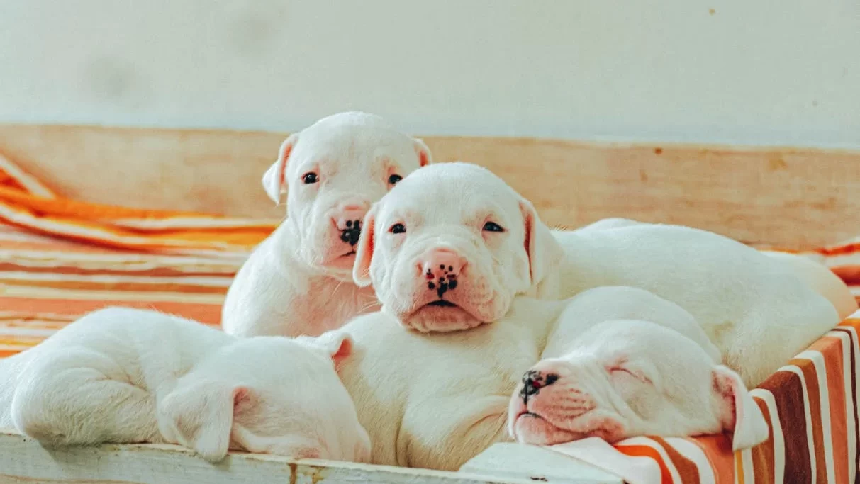 السمنة عند الكلاب